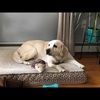savannah_108